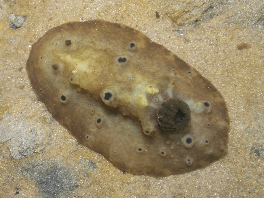Actinocyclus