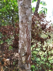 Meriania nobilis