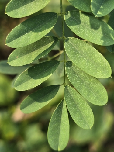 Indigofera galegoides iNat (1)