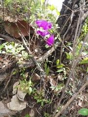 Bletia macristhmochila