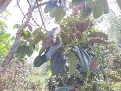 Meriania nobilis