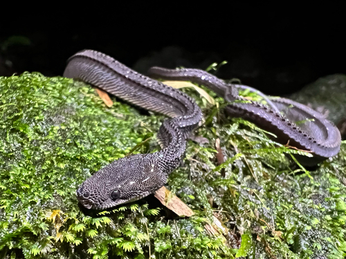 Javan Tubercle Snake