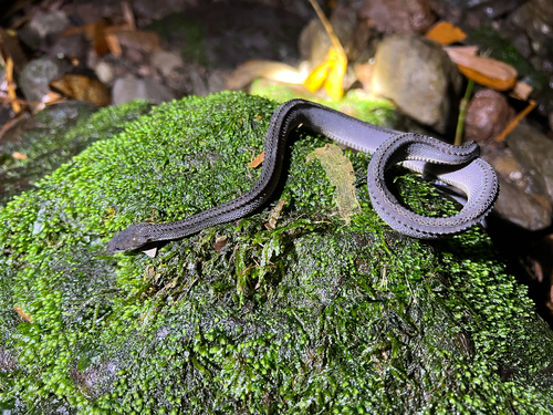 Javan Tubercle Snake