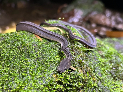 Javan Tubercle Snake