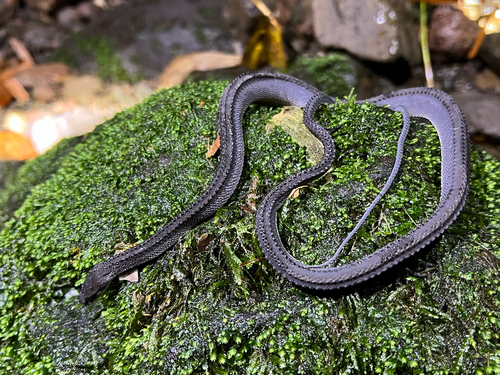 Javan Tubercle Snake