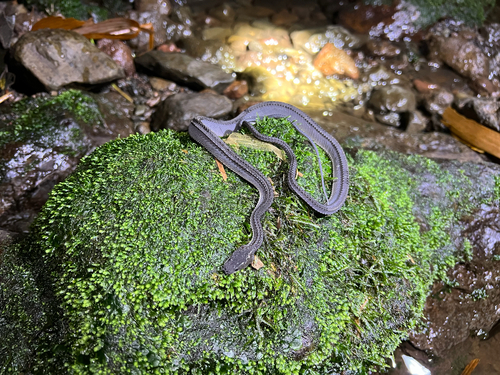 Javan Tubercle Snake