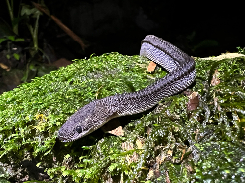 Javan Tubercle Snake