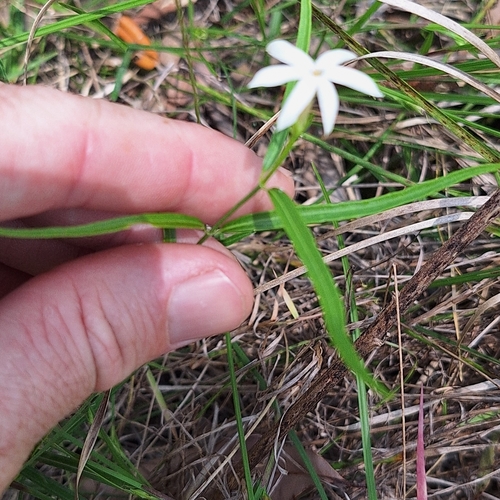 Image of Jasminum simplicifolium by (c) Greg Tasney, some rights reserved (CC BY-SA)