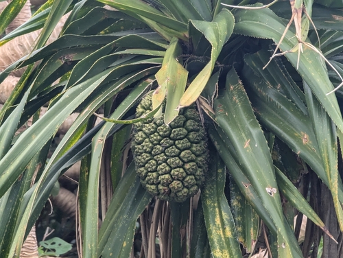 Foto de Pandanus