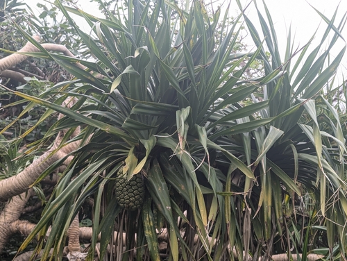 Foto de Pandanus