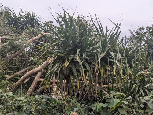 Foto de Pandanus