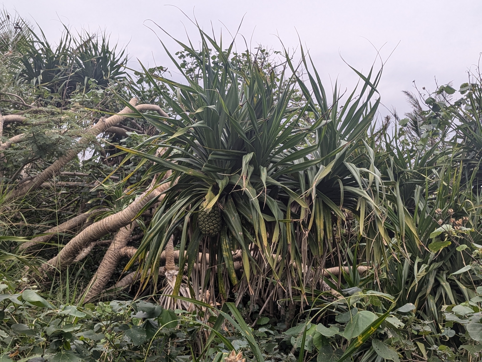 Imagem de Pandanus