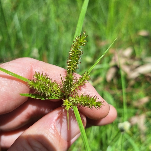 Image of Cyperus cyperoides by (c) Greg Tasney, some rights reserved (CC BY-SA)