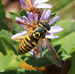 Spilomyia interrupta