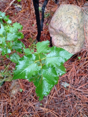 Avistamiento Cistus populifolius