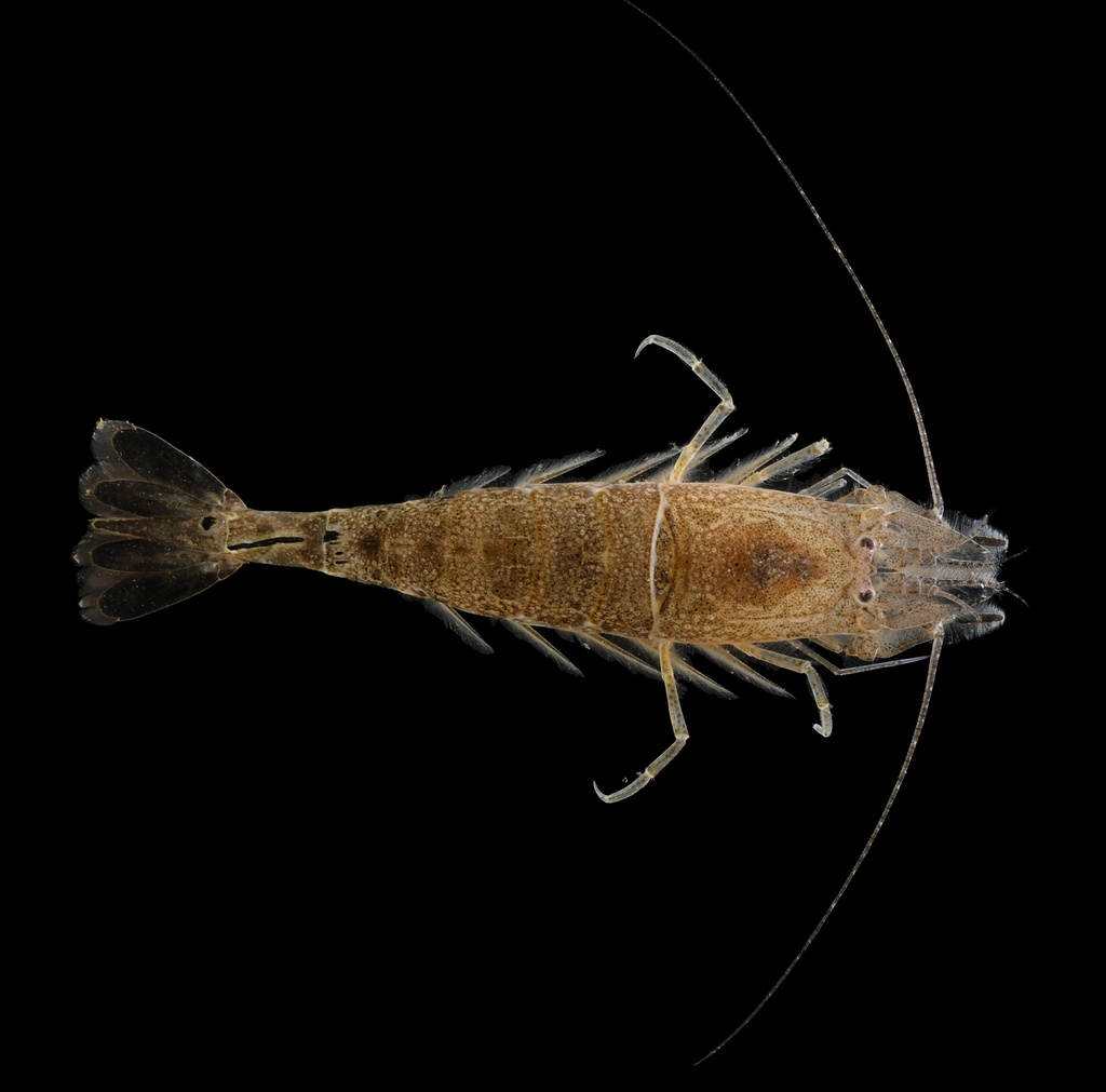 Crangonidae