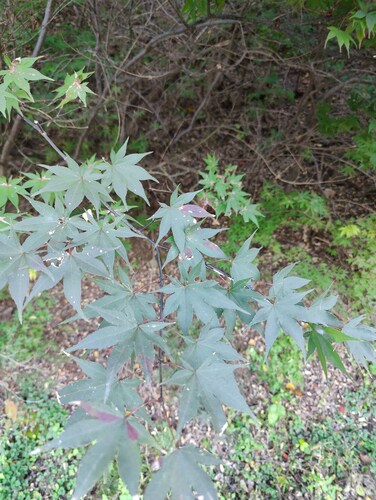 Image of Acer pseudosieboldianum by (c) Lewis, some rights reserved (CC BY-SA)