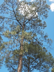 Pinus douglasiana