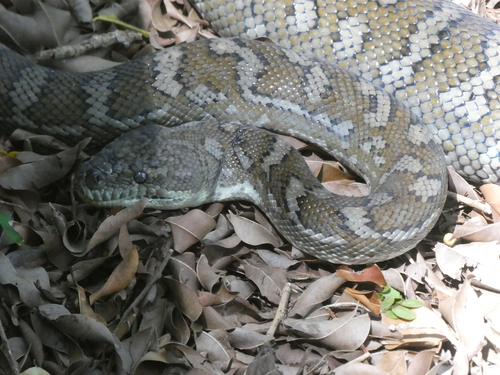 Coastal Carpet Python sighting