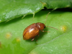Neocrepidodera ferruginea
