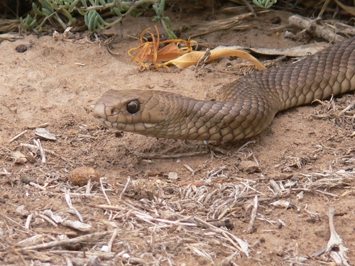 Eastern Brown Snake sighting