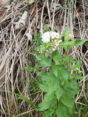 Asclepias texana