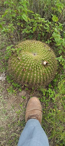 Image of Lobivia bruchii by no rights reserved