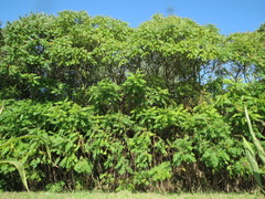 Rhus typhina