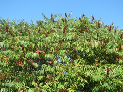 Rhus typhina