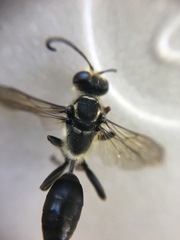 Sphecini