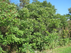 Rhus typhina