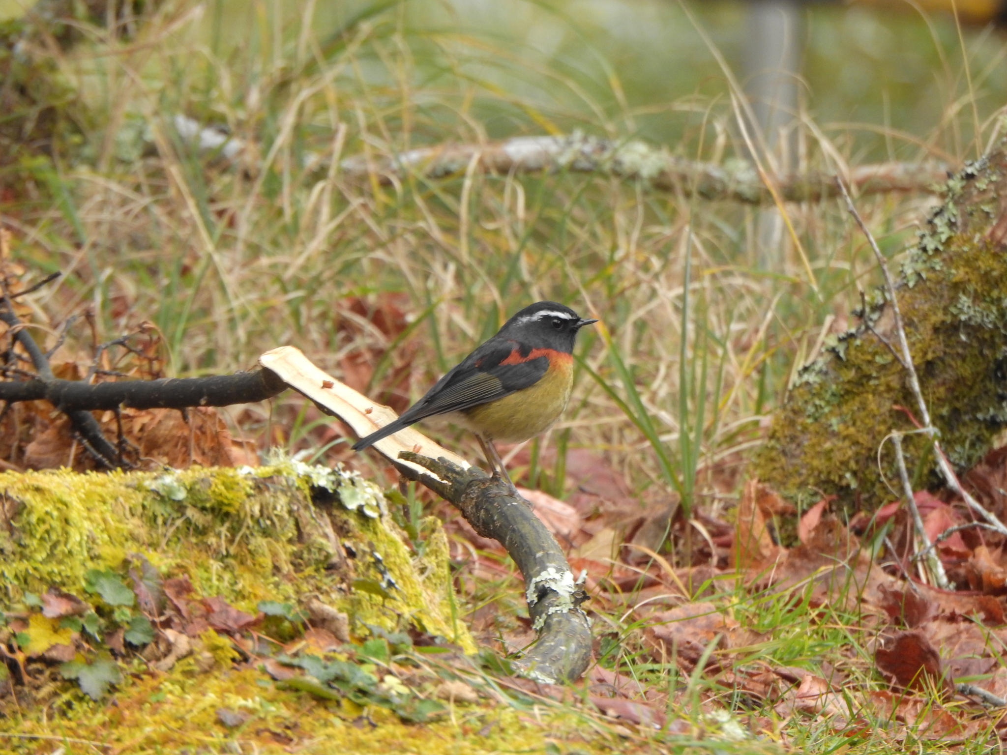 Collared Bush Robin