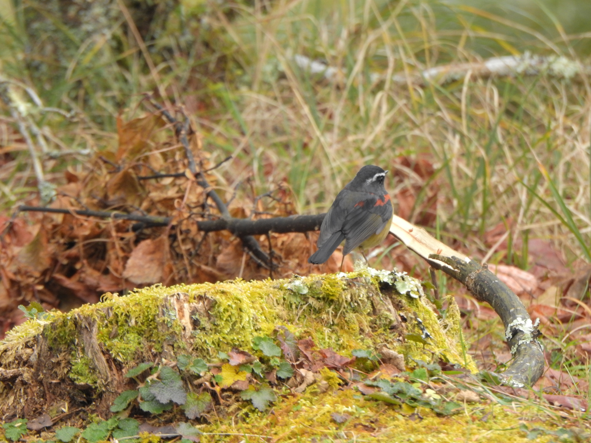 Collared Bush Robin