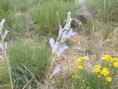Penstemon comarrhenus