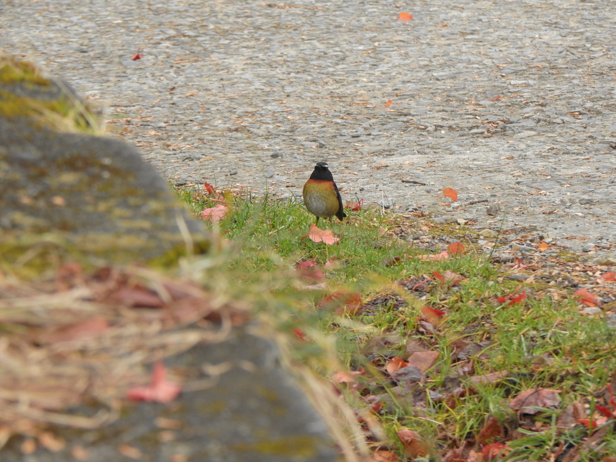 Collared Bush Robin