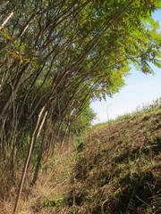 Rhus typhina