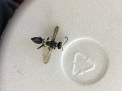 Sphecini