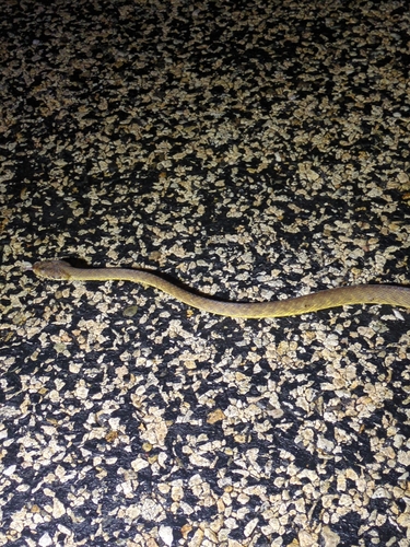 Brown Tree Snake sighting