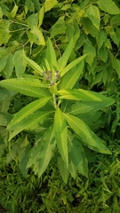 Vernonia missurica