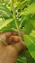 Vernonia missurica