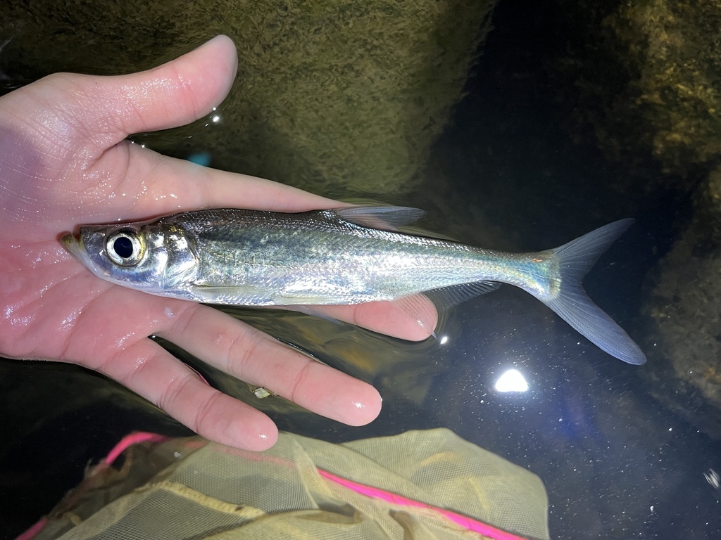 Hookmouth culter (Culter recurviceps) — Cyprinidae