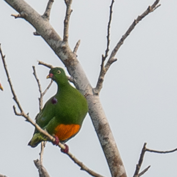 Orange-bellied Fruit Dove (Ptilinopus iozonus)