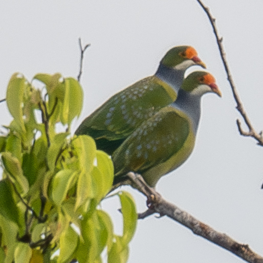 Orange-fronted Fruit Dove (Ptilinopus aurantiifrons), photo 1