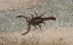 Serradigitus