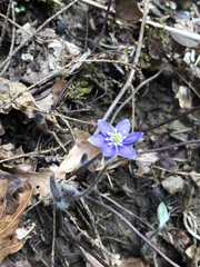 Hepatica americana