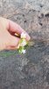 Campanula rotundifolia albiflora - Photo (c) Sarah Johnson, some rights reserved (CC BY), uploaded by Sarah Johnson