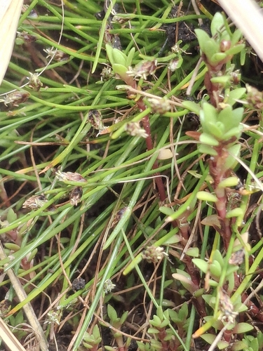 Image of Isolepis Aucklandica (Isolepis aucklandica) by (c) Julia Palmer, some rights reserved (CC BY)