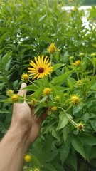 Rudbeckia subtomentosa