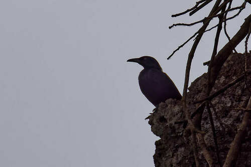 Chestnut-winged Starling