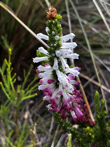 Erica colorans, photograph 3
